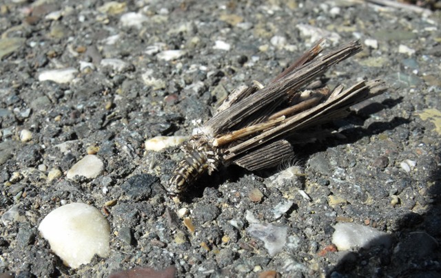 Larva stranissima - Psychidae